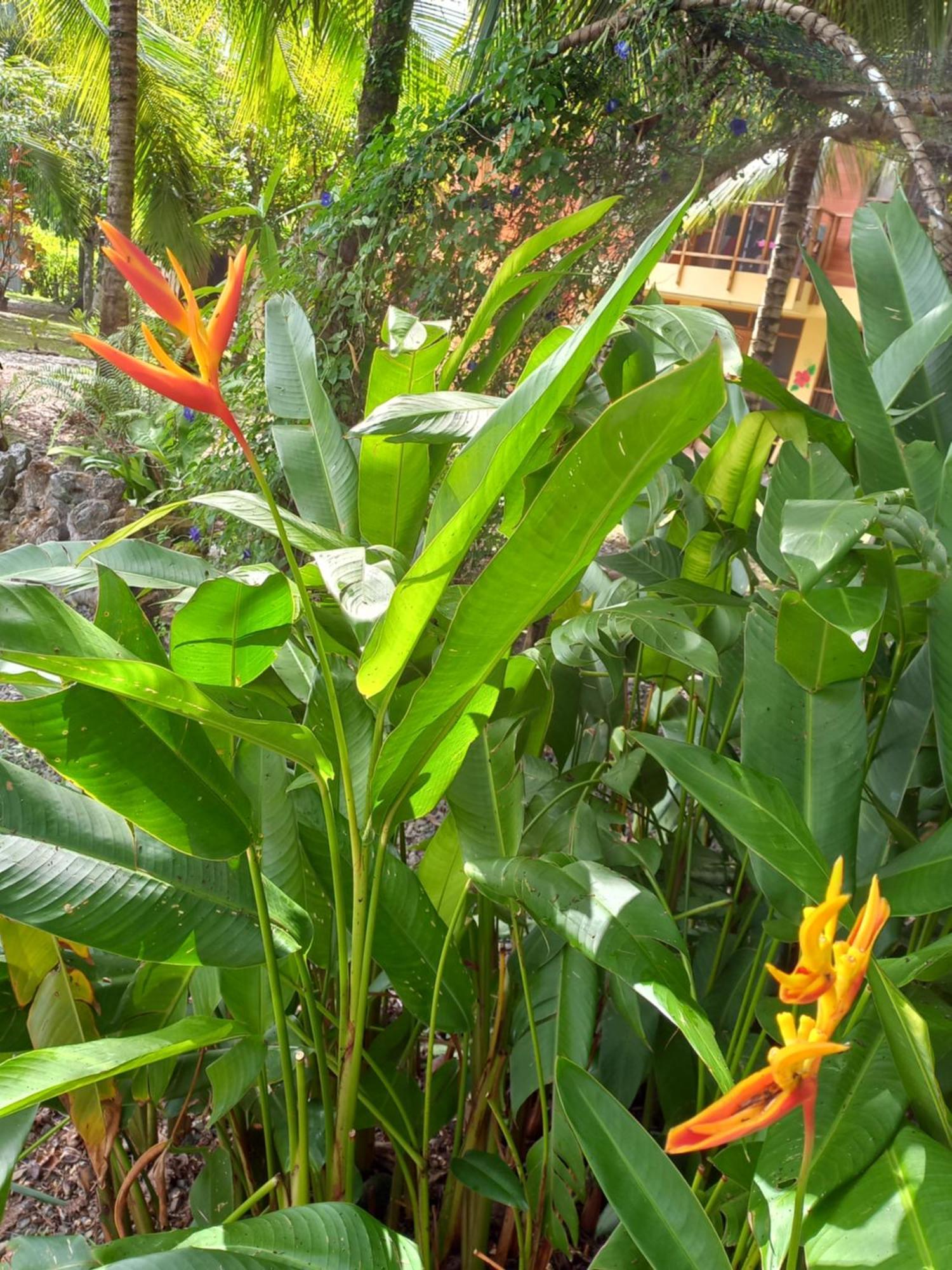 Babilonia Aparthotel Cahuita Ngoại thất bức ảnh