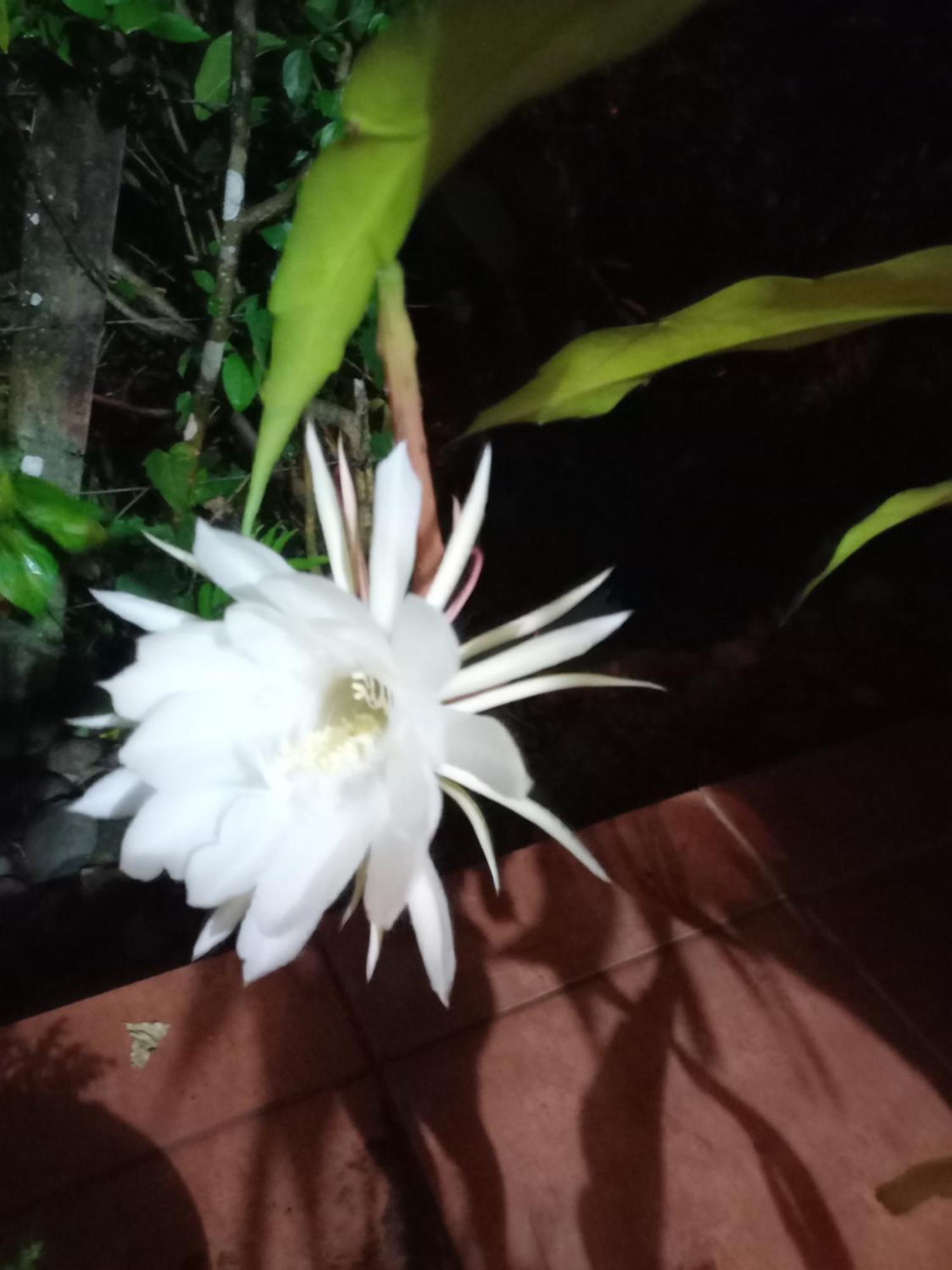 Babilonia Aparthotel Cahuita Ngoại thất bức ảnh
