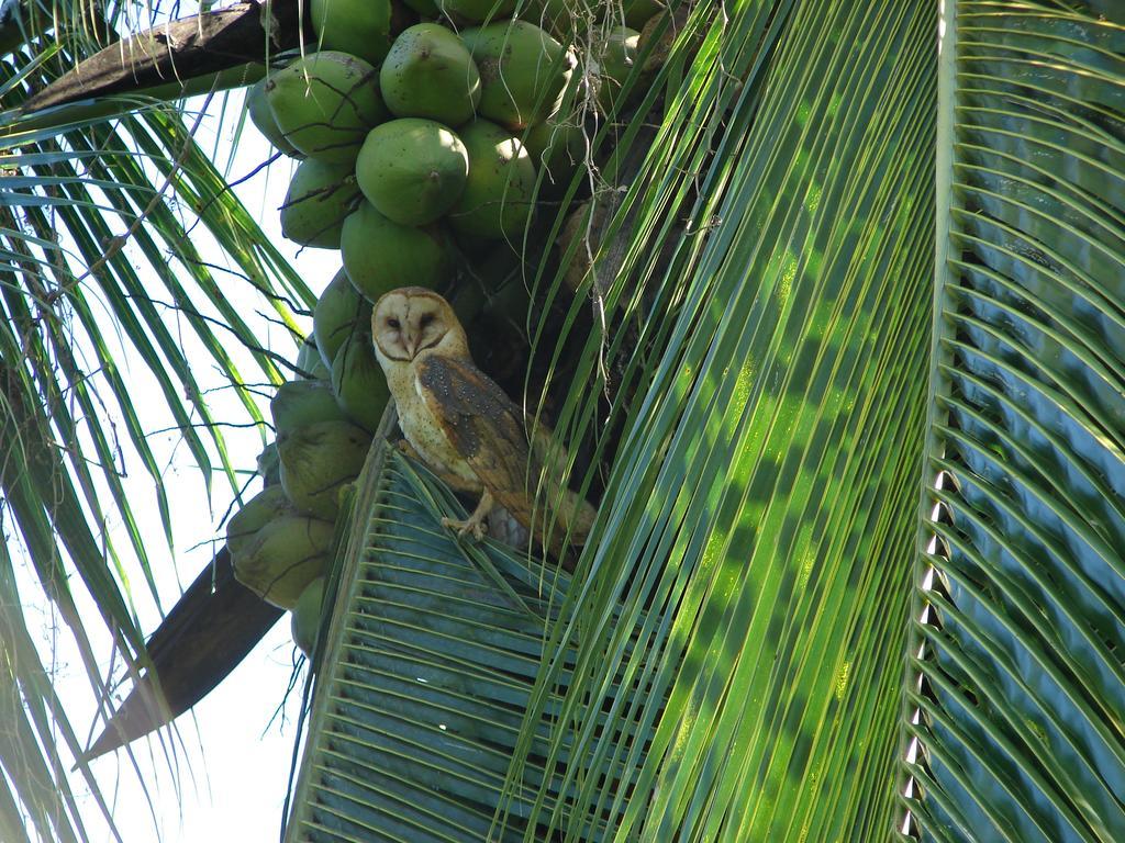 Babilonia Aparthotel Cahuita Ngoại thất bức ảnh