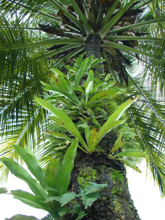 Babilonia Aparthotel Cahuita Ngoại thất bức ảnh